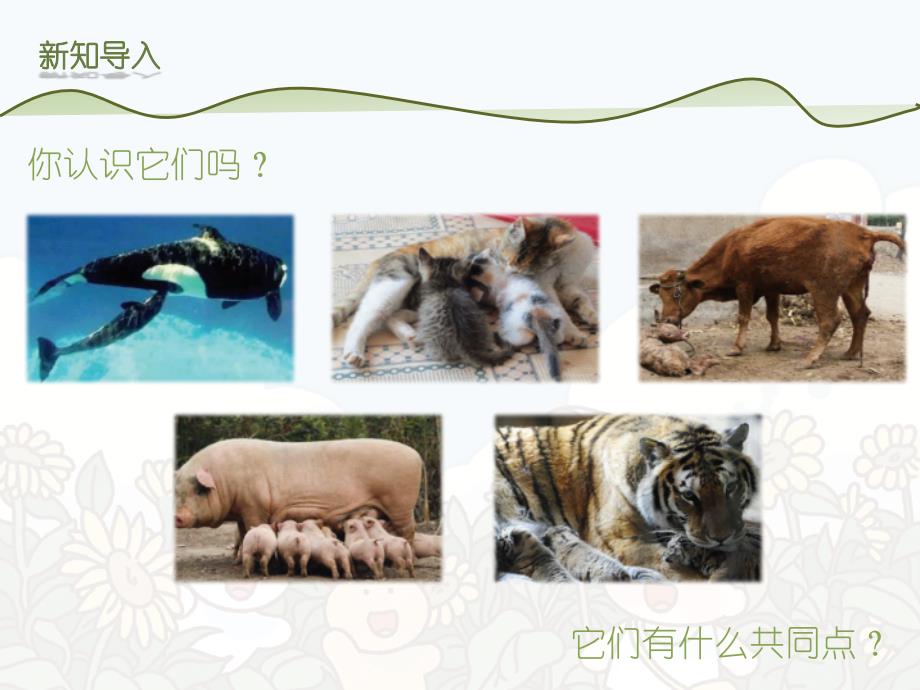苏教版科学 四年级上册 1-4哺乳动物（课件）_第2页