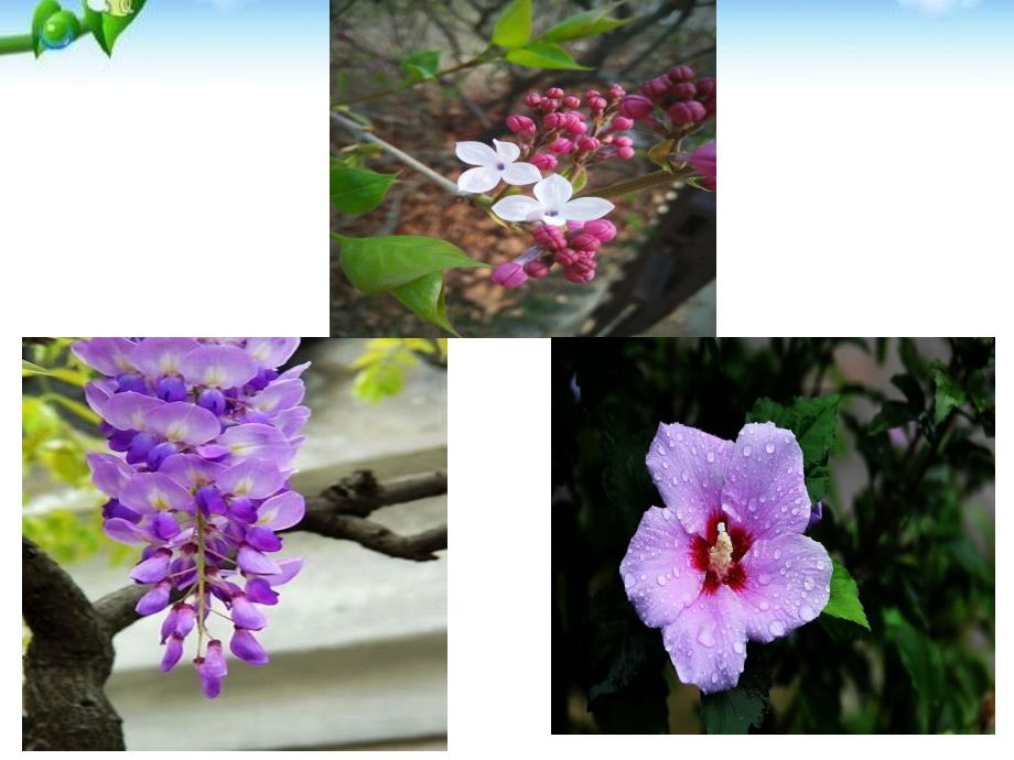 《紫藤萝瀑布》《丁香结》《好一朵木槿花》_第1页