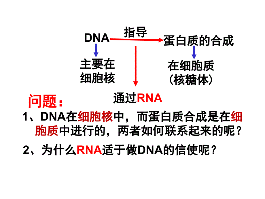 【公开课】基因指导蛋白质的合成生物人教版（2019）必修2_第2页