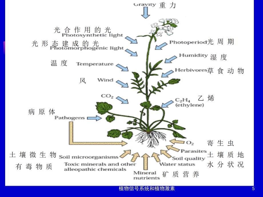 植物信号系统和植物激素培训课件_第5页