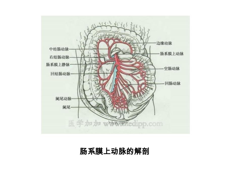 肠道缺血性疾病的CT诊疗讲义_第3页