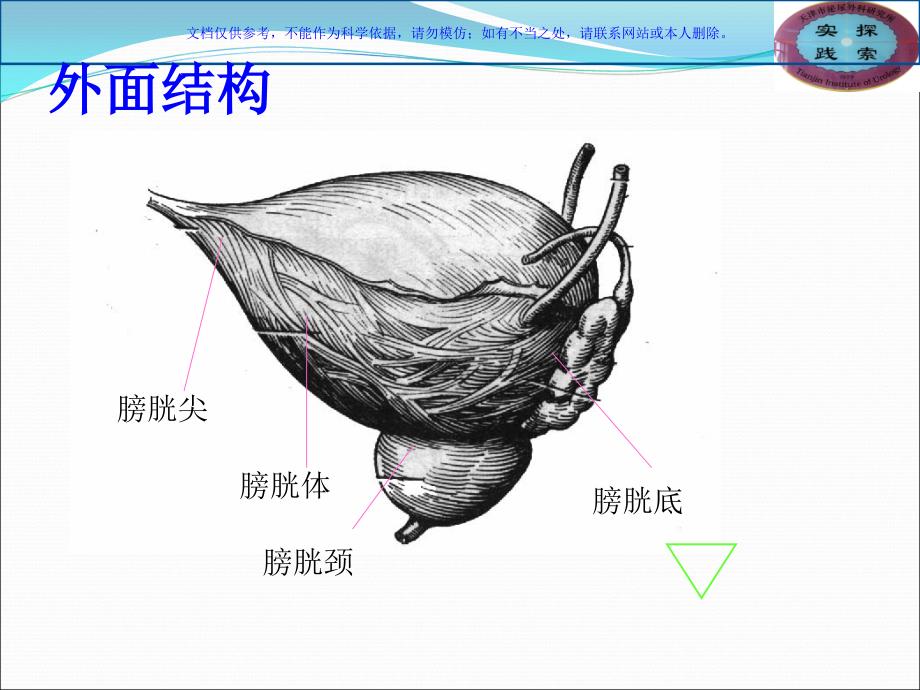 膀胱相关知识学习和探讨课件_第3页