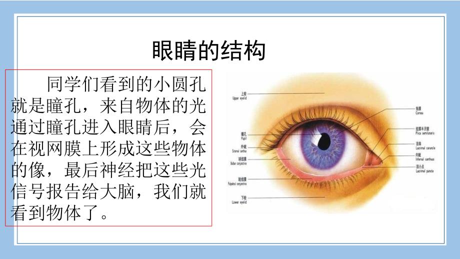 爱护眼睛-保护视力公开课教案课件_第3页