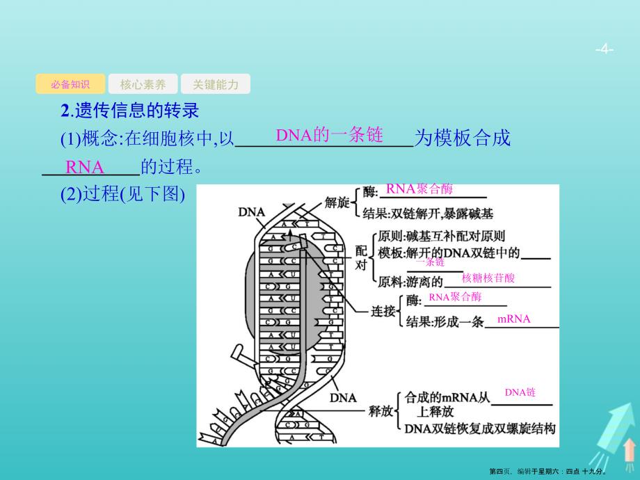 基因的表达课件新人教版_第4页