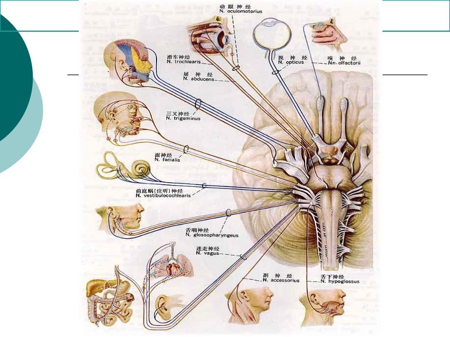 脑神经解剖定位课件_第2页