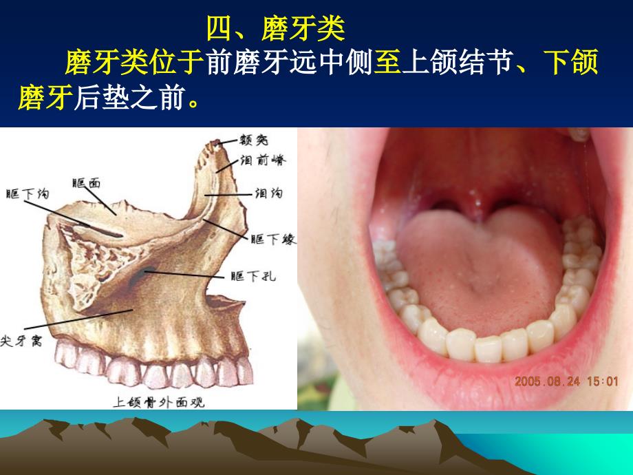 上颌磨牙解剖形态课件_第2页