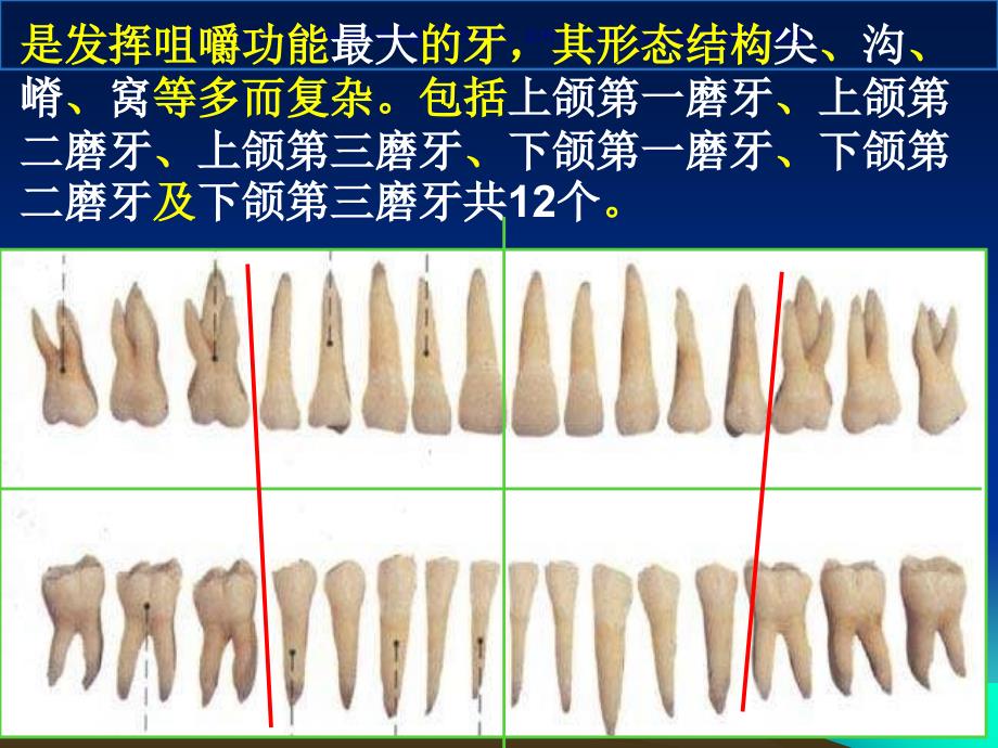 上颌磨牙解剖形态课件_第3页