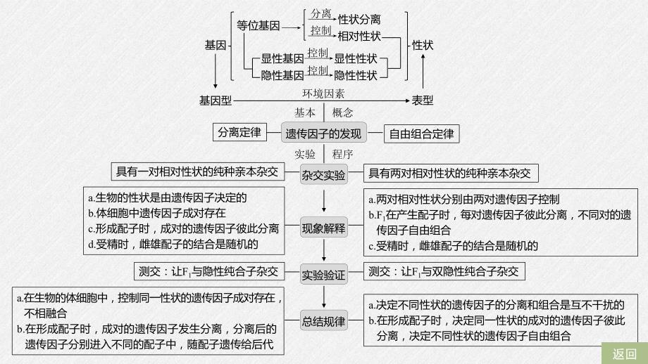 高中必修二生物第1章《遗传因子的发现》复习ppt课件3-统编人教版_第4页