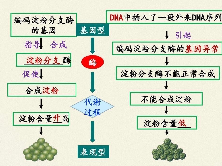 高中必修二生物《第2节 基因表达与性状的关系》ppt课件3-统编人教版_第5页