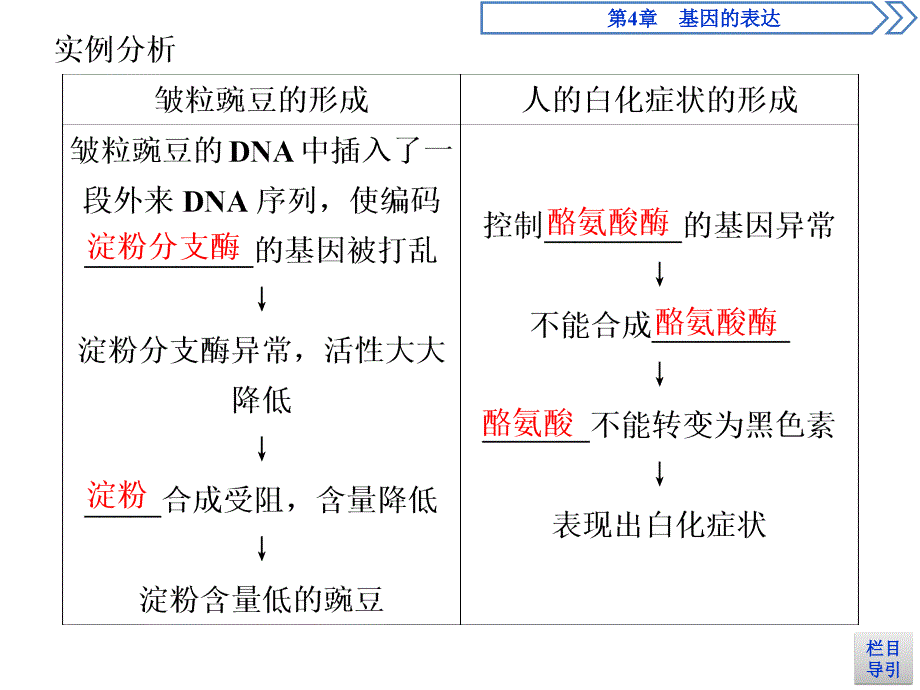 高中生物必修二《第2节 基因表达与性状的关系》ppt课件1-统编人教版_第4页