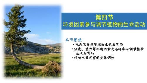 【生物课件】环境因素参与调节植物的生命活动课件2023-2024学年高二上学期生物人教版选择性必修1
