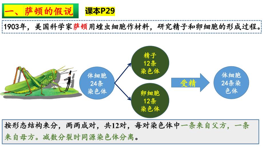 【公开课】基因在染色体上课件高一下学期生物人教版必修2_第4页