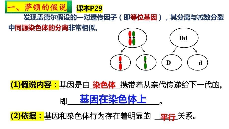 【公开课】基因在染色体上课件高一下学期生物人教版必修2_第5页