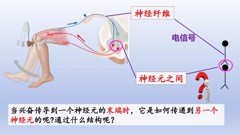 【公开课】神经冲动的产生和传导（第二课时）课件+高二上学期生物人教版选择性必修1_第4页