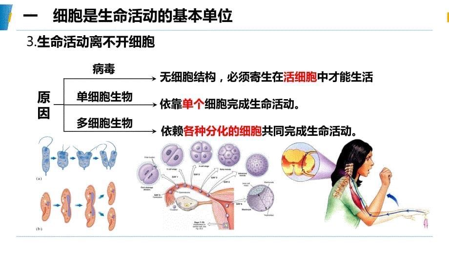 【课件】第1章走近细胞单元复习课件高一上学期生物人教版必修1_第5页