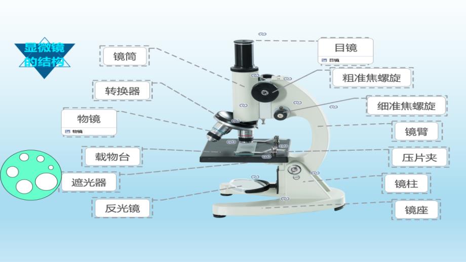 【课件】细胞的统一性与多样性（第1课时）+课件高一上学期生物人教版必修1_第3页