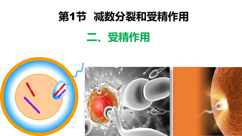 【课件】受精作用课件-高一下学期生物人教版（2019）必修2_第1页