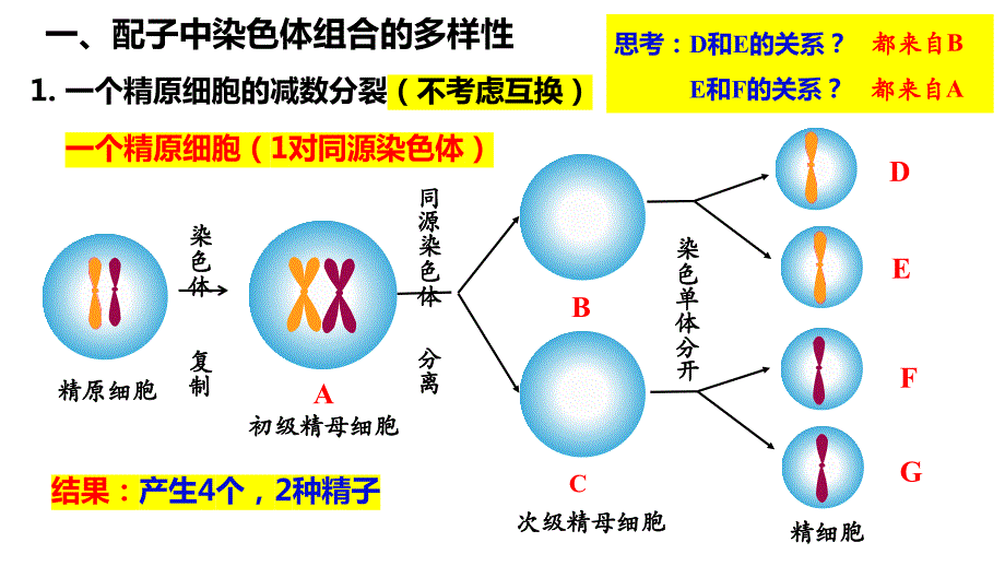 【课件】受精作用课件-高一下学期生物人教版（2019）必修2_第4页