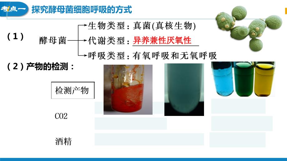 【生物课件】细胞呼吸的原理和应用 2023-2024学年高一上学期生物人教版必修1_第4页