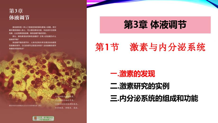 【公开课】激素与内分泌系统课件高二上学期生物人教版选择性必修1_第3页