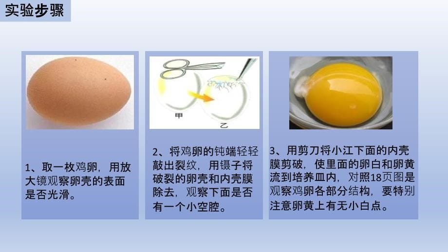 中考生物二轮复习实验突破课件：观察鸡卵的结构（含答案）_第5页