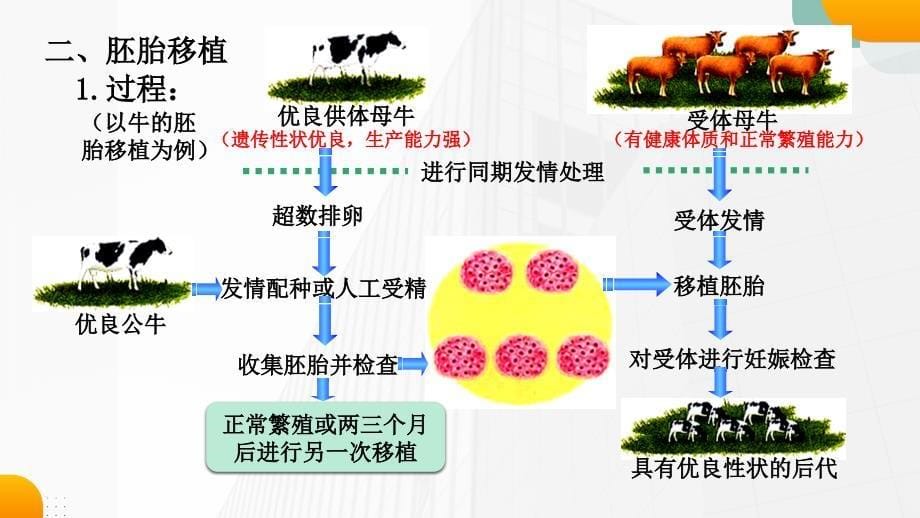 【课件】胚胎工程技术及其应用 2022-2023学年高二下学期生物人教版（2019）选择性必修3_第5页