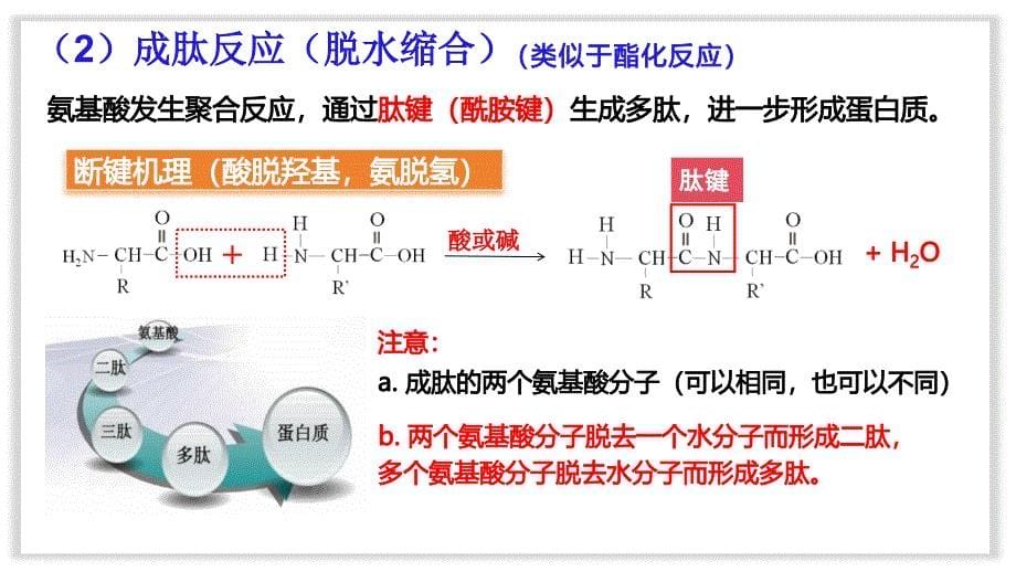 化学人教版（2019）必修第二册7.4.2蛋白质 油脂（共18张ppt）_第5页