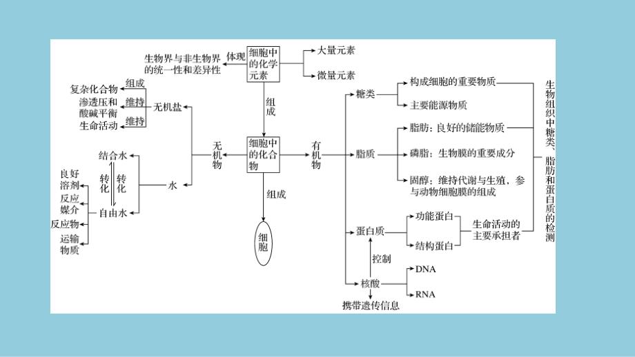 2024生物学必修第一册(配人教版)课件：第2章　章末总结_第3页