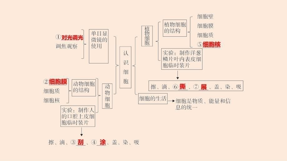 2024学考精练生物七年级上册（配人教版）PPT课件：第一单元 第二章 知识归纳_第5页