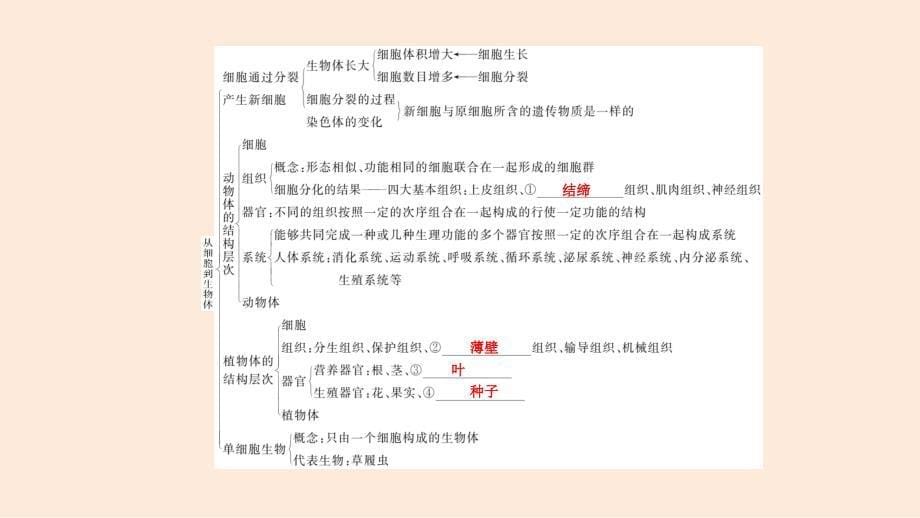 2024学考精练生物七年级上册（配人教版）PPT课件：第一单元 第三章 知识归纳_第5页