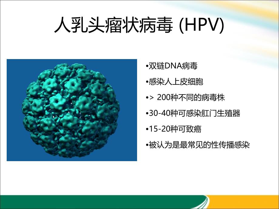 医学教材 HPV与宫颈癌的关系x_第3页