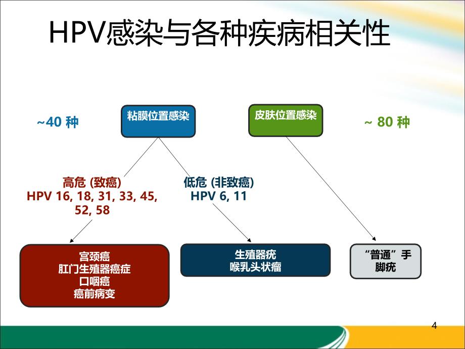 医学教材 HPV与宫颈癌的关系x_第4页