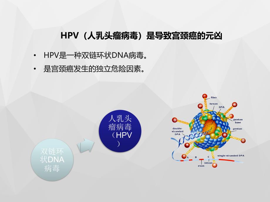 医学教材 HPV与宫颈癌x_第4页