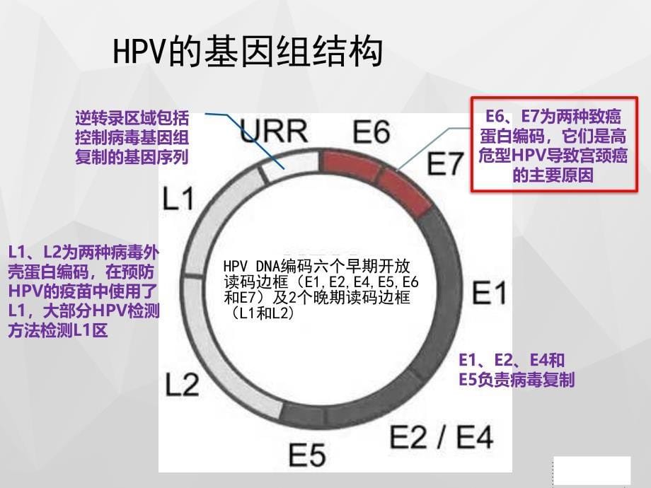 医学教材 HPV与宫颈癌x_第5页