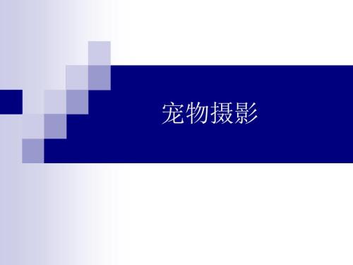 宠物摄影技巧培训课件