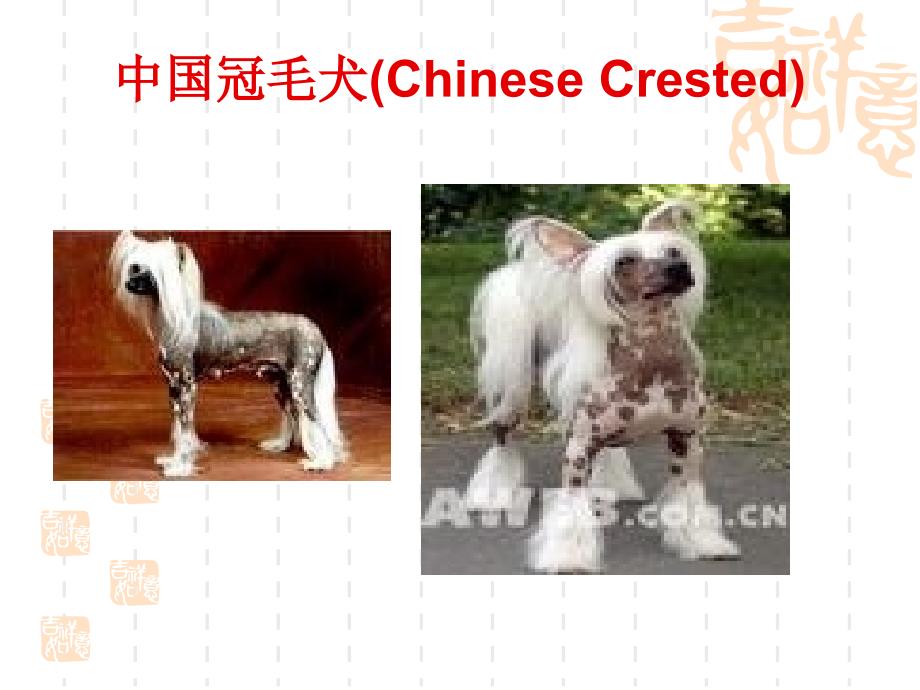 宠物犬的种类培训课件_第4页