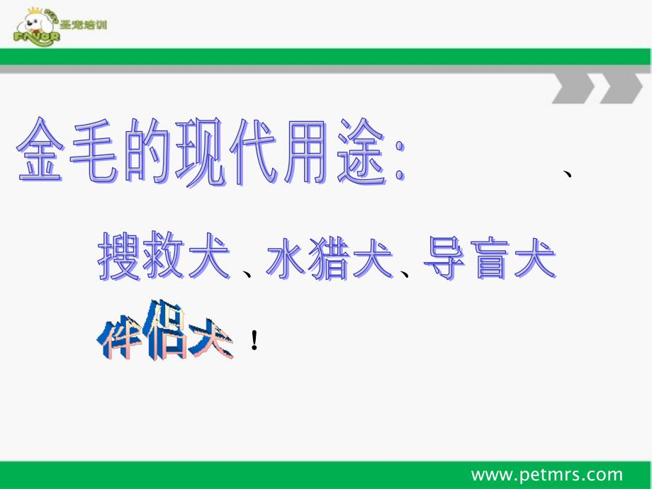 宠物美容师课程之金毛寻回猎犬美容方法培训课件_第4页