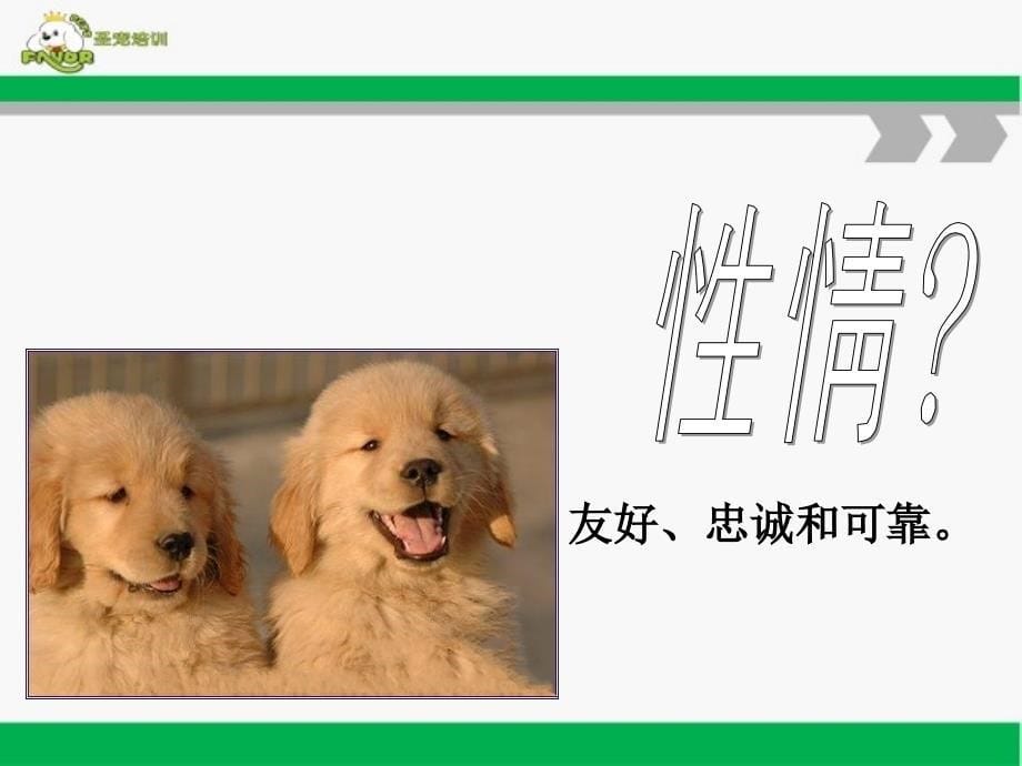 宠物美容师课程之金毛寻回猎犬美容方法培训课件_第5页