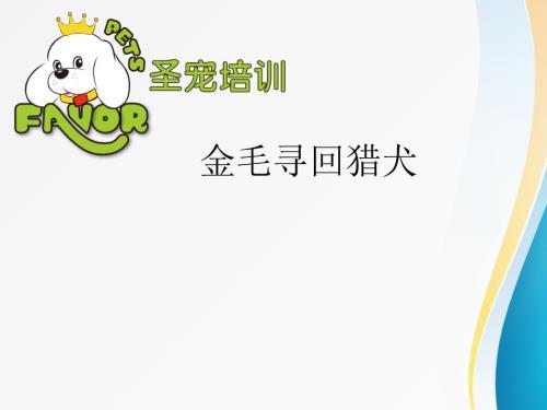 宠物美容师课程之金毛寻回猎犬美容方法培训课件