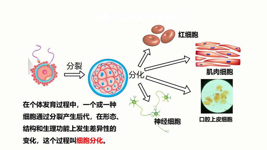 北师大版（2024）七年级生物上册第二单元第三章第二节《细胞分化形成组织》优质课件_第4页