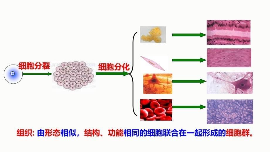 北师大版（2024）七年级生物上册第二单元第三章第二节《细胞分化形成组织》优质课件_第5页