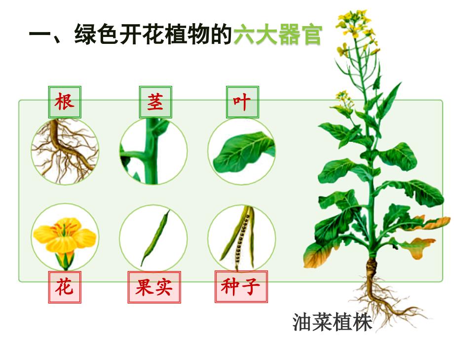 植物体的结构层次课件2024--2025学年人教版生物七年级上册_第2页