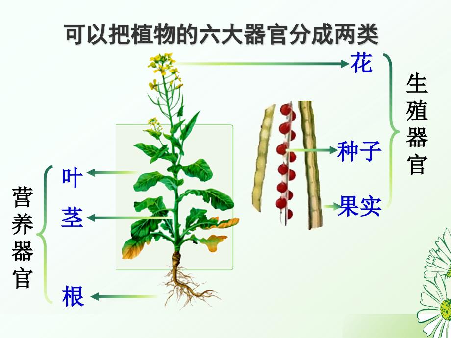 植物体的结构层次课件2024--2025学年人教版生物七年级上册_第4页