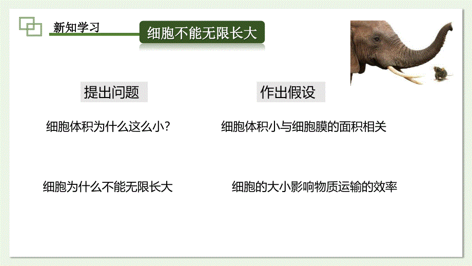 细胞通过分裂而增殖课件2024-2025学年北师大版生物七年级上册_第4页