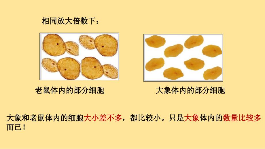 细胞通过分裂而增殖课件2024--2025学年北师大版生物七年级上册_第2页