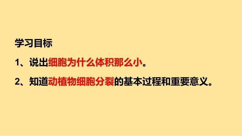 细胞通过分裂而增殖课件2024--2025学年北师大版生物七年级上册_第5页