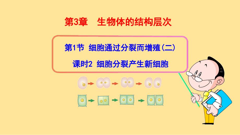 细胞分裂产生新细胞（第2课时）课件-2024-2025学年北师大版生物七年级上册_第1页