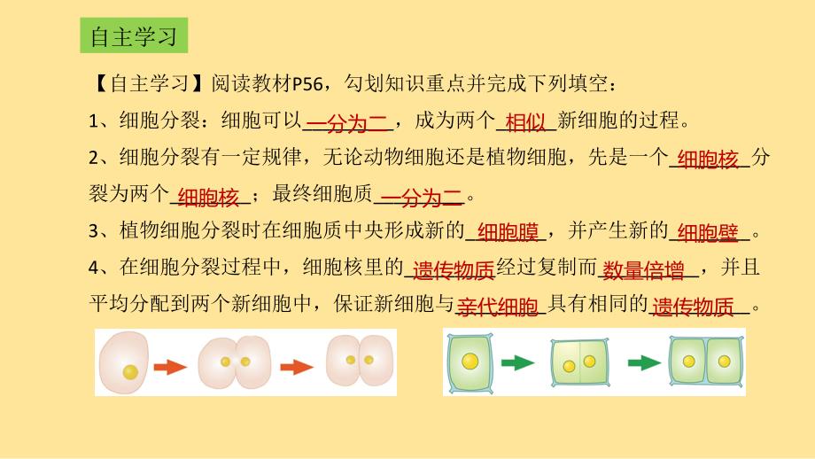 细胞分裂产生新细胞（第2课时）课件-2024-2025学年北师大版生物七年级上册_第4页