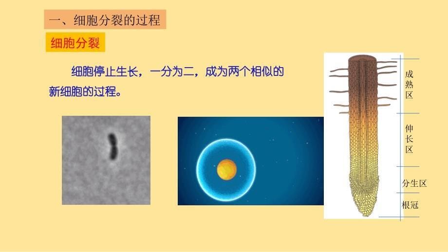 细胞分裂产生新细胞（第2课时）课件-2024-2025学年北师大版生物七年级上册_第5页