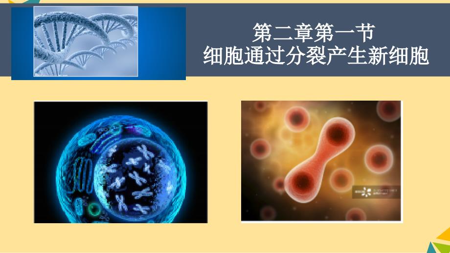 细胞通过分裂产生新细胞课件2024-2025学年人教版生物七年级上册_第1页